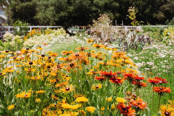 Local Flowers From the Starter Farm