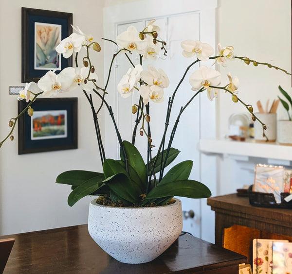 Grand Potted Orchid Arrangement