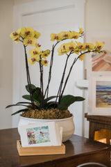 Colorful Orchid Arrangement