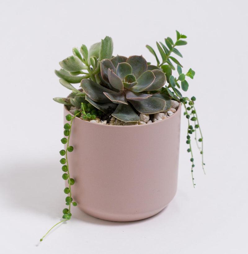 Cora Succulent Planter